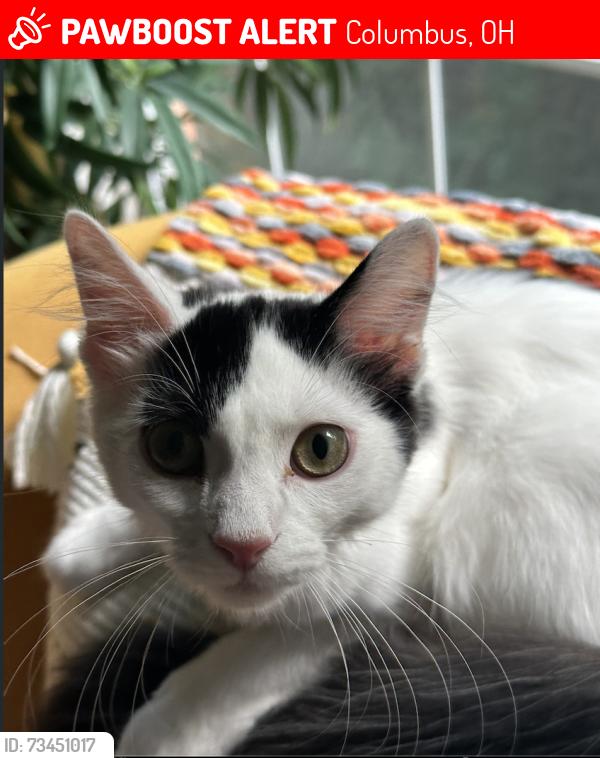 Lost Male Cat last seen Cooper Road, Columbus, OH 43231