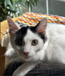 Lost Male Cat last seen Cooper Road, Columbus, OH 43231