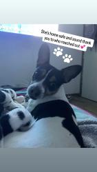Reunited Female Dog last seen 13th Avenue & Martin Luther King, Sacramento, CA 95820