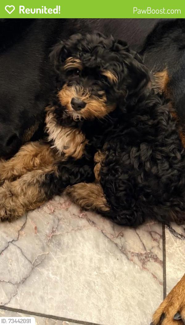 Reunited Female Dog last seen Frankford and Glenwood, Philadelphia, PA 19124