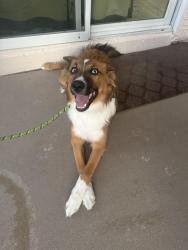 Found/Stray Female Dog last seen Legacy high school, North Las Vegas, NV 89084