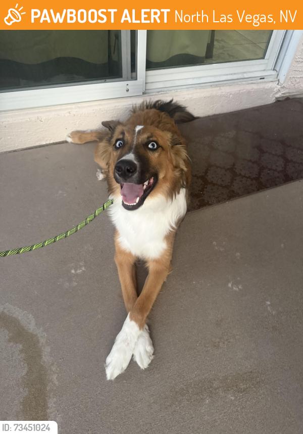 Found/Stray Female Dog last seen Legacy high school, North Las Vegas, NV 89084
