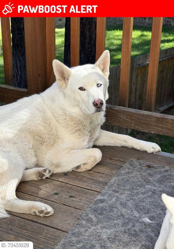 Lost Male Dog last seen North Upper Truckee, El Dorado County, CA 96150