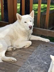 Lost Male Dog last seen North Upper Truckee, El Dorado County, CA 96150