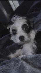 Lost Male Dog last seen Chadford, Irmo, SC 29063