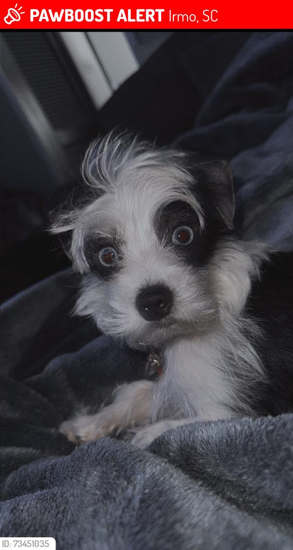 Lost Male Dog last seen Chadford, Irmo, SC 29063