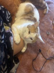 Lost Male Cat last seen Penske Truck Rental, Greenville, NC 27858