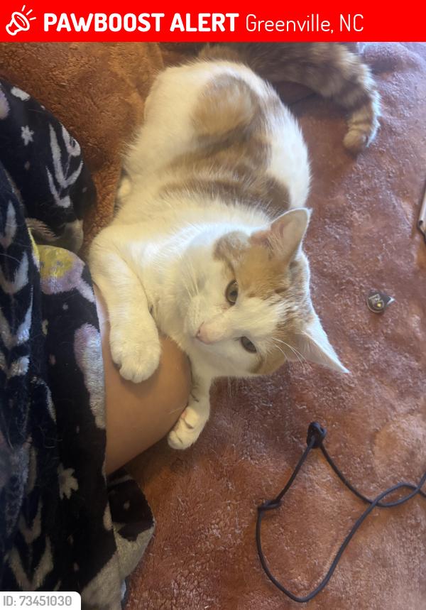 Lost Male Cat last seen Penske Truck Rental, Greenville, NC 27858