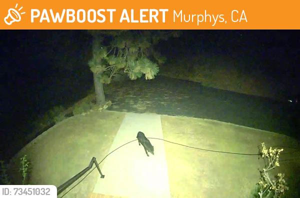 Found/Stray Unknown Dog last seen Manzanita Dr, Murphys, Murphys, CA 95247