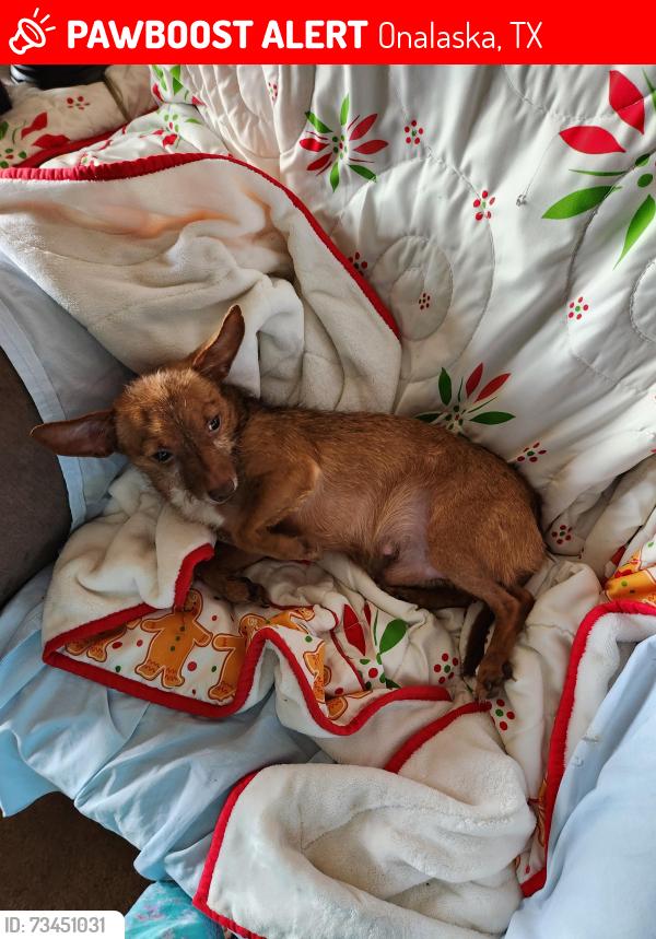 Lost Male Dog last seen Near phils hill Onalaska Tx., Onalaska, TX 77360