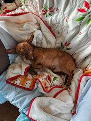 Lost Male Dog last seen Near phils hill Onalaska Tx., Onalaska, TX 77360
