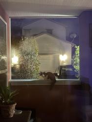 Found/Stray Unknown Cat last seen Martin Luther King Jr., Aurora, CO 80010