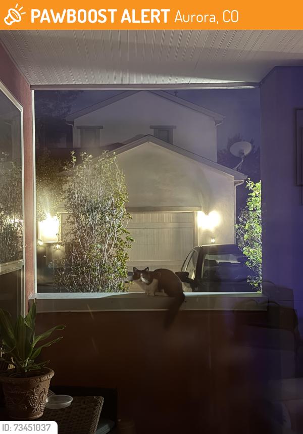 Found/Stray Unknown Cat last seen Martin Luther King Jr., Aurora, CO 80010