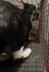 Shelter Stray Male Cat last seen Near BLOCK EISENHAUER RD, 4710 TX-151, San Antonio, TX 78227, USA