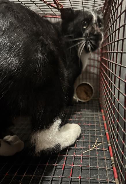 Shelter Stray Male Cat last seen Near BLOCK EISENHAUER RD, 4710 TX-151, San Antonio, TX 78227, USA