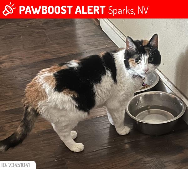 Lost Female Cat last seen Lenwood and probasco, Sparks, NV 89431