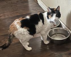 Lost Female Cat last seen Lenwood and probasco, Sparks, NV 89431