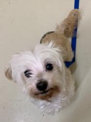 Shelter Stray Female Dog last seen SILVERTIDE DR, 1950 Stevenson Blvd, Fremont, CA 94538, USA