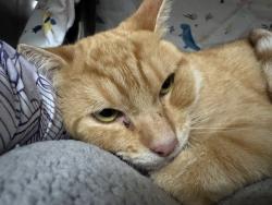 Shelter Stray Male Cat last seen WALNUT ST, 1950 Stevenson Blvd, Fremont, CA 94538, USA