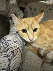 Shelter Stray Female Cat last seen WALNUT ST, 1950 Stevenson Blvd, Fremont, CA 94538, USA