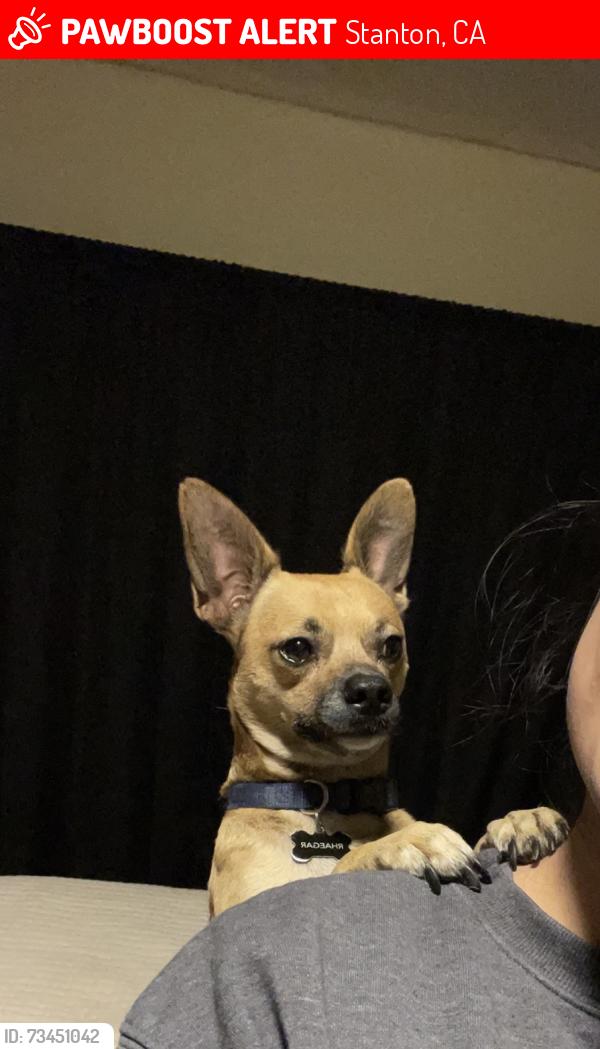 Lost Male Dog last seen Santa Gertrudes in Stanton, Stanton, CA 90680