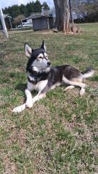 Lost Male Dog last seen R L Norris Road, Linwood, NC 27299