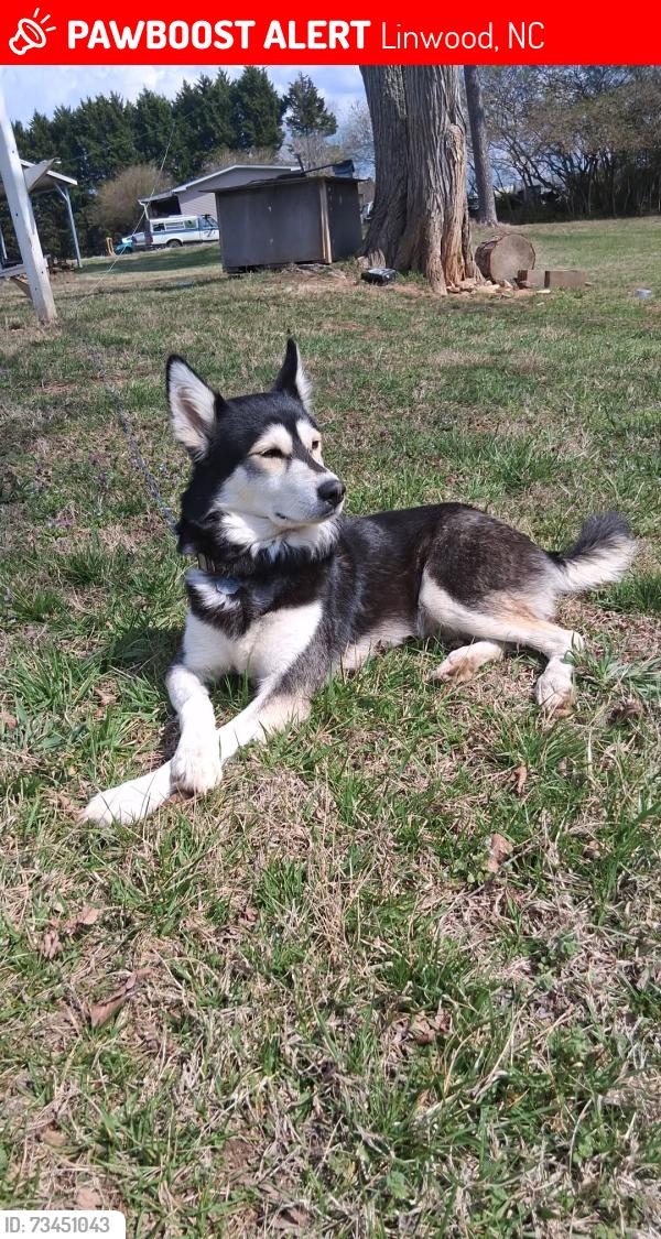 Lost Male Dog last seen R L Norris Road, Linwood, NC 27299
