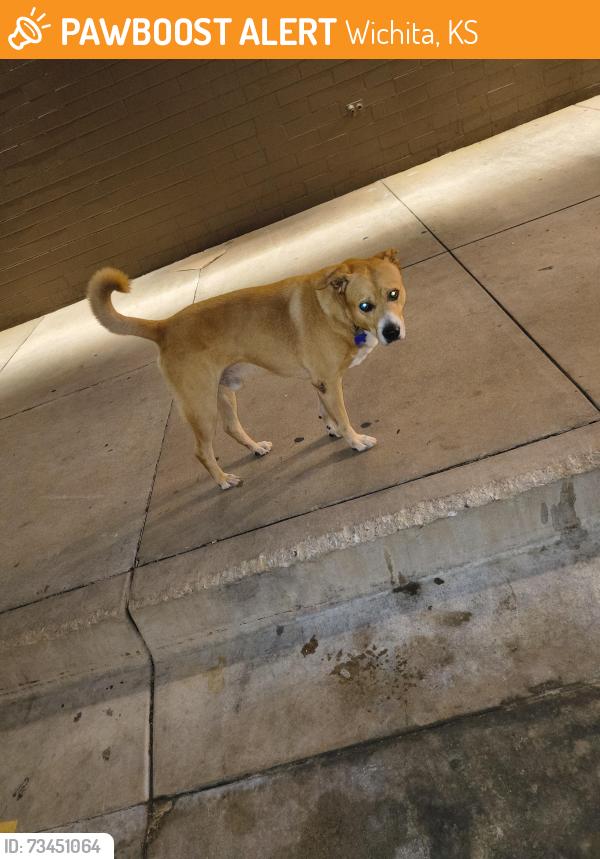 Found/Stray Male Dog last seen Pawnee hillside quiktrip, Wichita, KS 67211