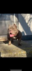 Lost Male Dog last seen reeb & barthman, Columbus, OH 43207