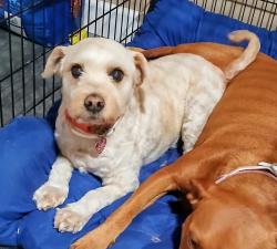 Reunited Male Dog last seen NE 31st ave and E. Fort King Street, 34470, Ocala, FL 34471