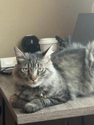 Lost Male Cat last seen Near Hallman Lane, Oakdale, CA 95361