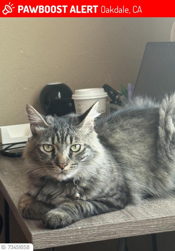 Lost Male Cat last seen Near Hallman Lane, Oakdale, CA 95361