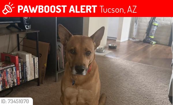 Lost Male Dog last seen Near N Leonardo Da Vinci Way Tucson, AZ 85704 United States, Tucson, AZ 85704