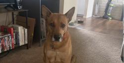 Lost Male Dog last seen Near N Leonardo Da Vinci Way Tucson, AZ 85704 United States, Tucson, AZ 85704