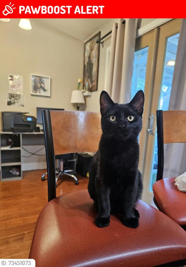 Lost Male Cat last seen Near Teal Drive, West Sacramento, CA 95691