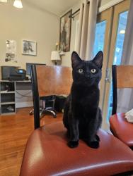 Lost Male Cat last seen Near Teal Drive, West Sacramento, CA 95691