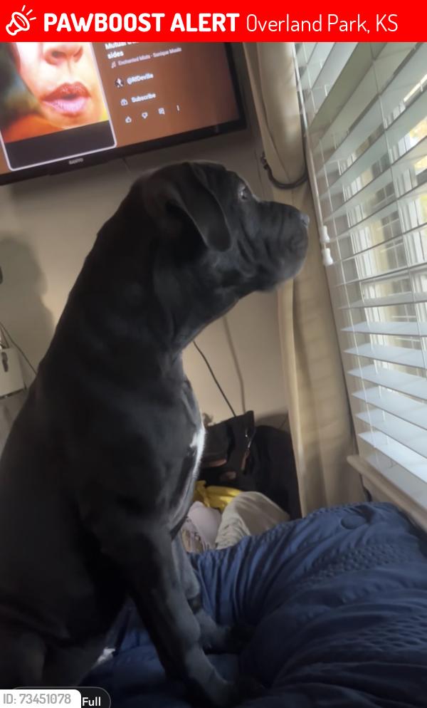 Lost Male Dog last seen 75th street & Anitoch Rd, Overland Park, KS 66204