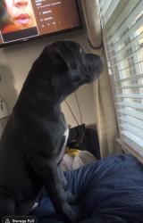 Lost Male Dog last seen 75th street & Anitoch Rd, Overland Park, KS 66204