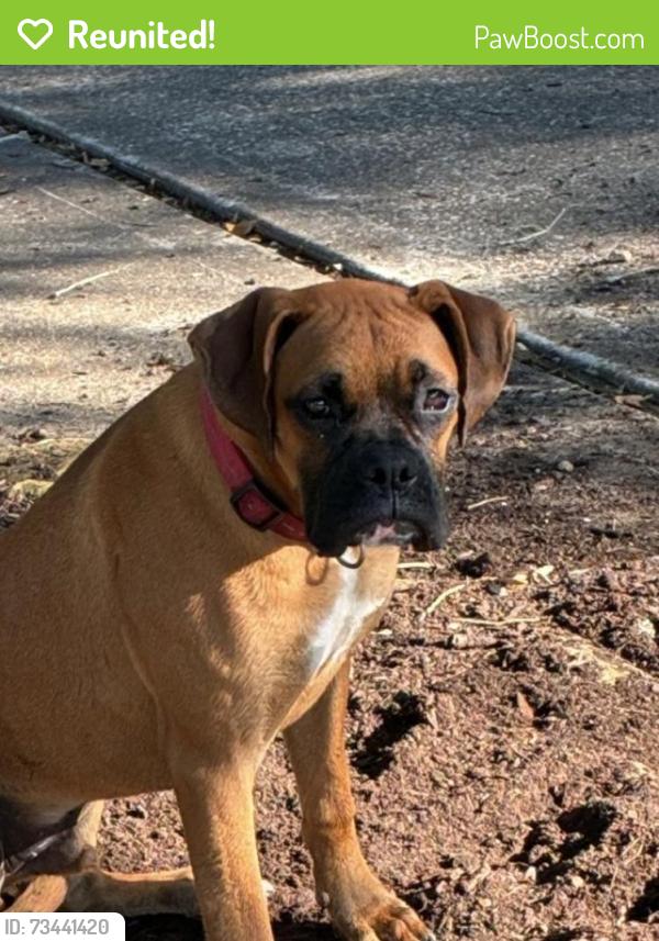 Reunited Male Dog last seen Dixie Farm Rd. Pearland TX & Broadway St. Pearland TX, Pearland, TX 77089