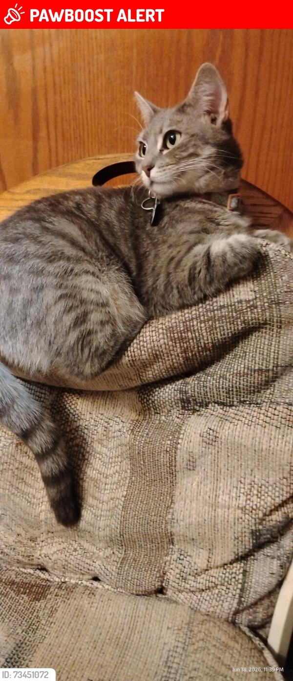 Lost Female Cat last seen Belmont Ave, Breckenridge Hills, MO 63114