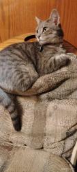 Lost Female Cat last seen Belmont Ave, Breckenridge Hills, MO 63114