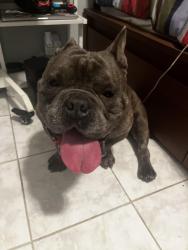 Found/Stray Male Dog last seen 90th & Bancroft, Oakland, CA 94621