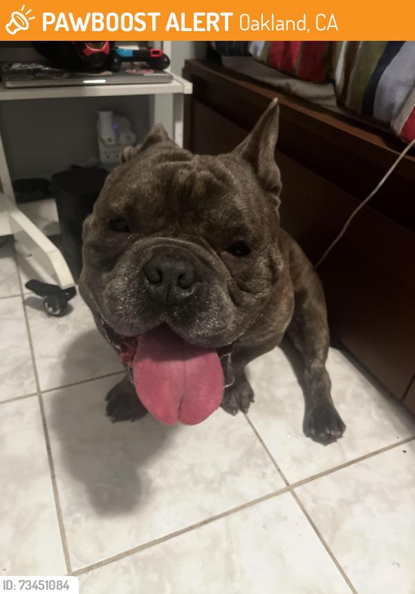 Found/Stray Male Dog last seen 90th & Bancroft, Oakland, CA 94621