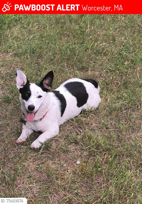 Lost Female Dog last seen Forest St meets Ostego St, Worcester, MA 01609