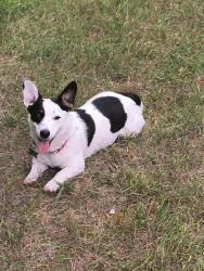 Lost Female Dog last seen Forest St meets Ostego St, Worcester, MA 01609
