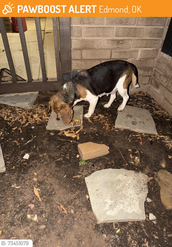 Found/Stray Female Dog last seen 33rd and Bryant, Edmond, OK 73013