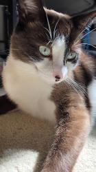 Reunited Male Cat last seen Belle Grove Road, Berkley Park subdivision, Knoxville, TN 37934