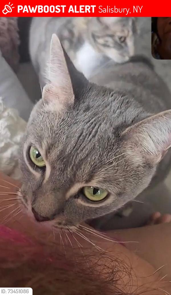 Lost Male Cat last seen Choir lane and Salisbury Road, Salisbury, NY 11590