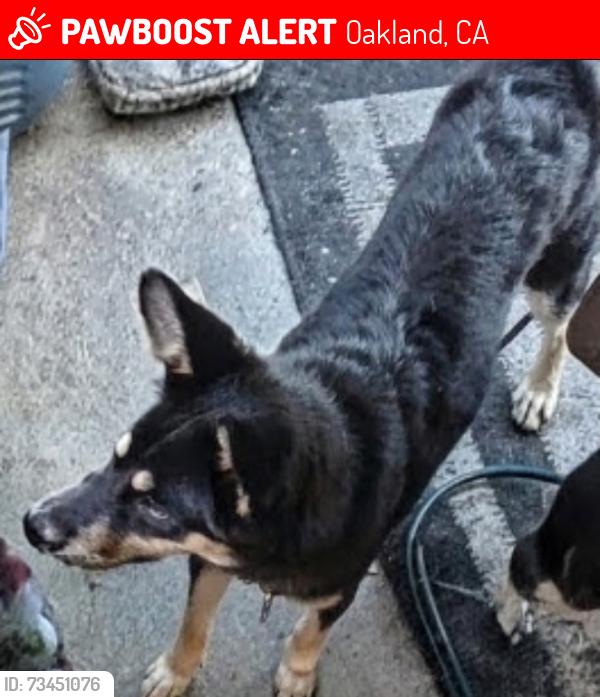 Lost Female Dog last seen In Front Of Lower Bottoms Park, Oakland, CA 94615