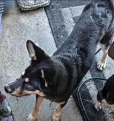 Lost Female Dog last seen In Front Of Lower Bottoms Park, Oakland, CA 94615